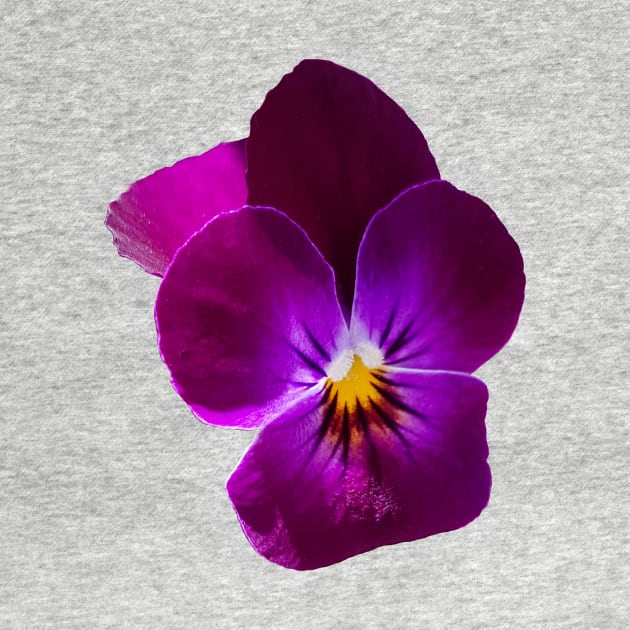 Purple Violet Flower by ellenhenryflorals